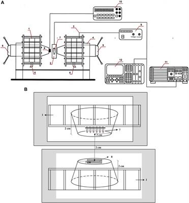 Electrokinetic properties of healthy and β-thalassemia erythrocyte membranes under in vitro exposure to static magnetic field